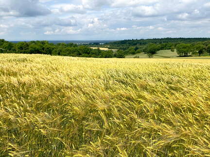 22-06-06 11-15-27 1051